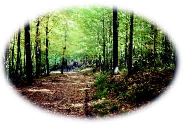 Leaf-covered forest trail leading to scenic overlook amid tall hardwood trees in bright greenery.