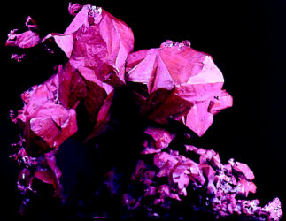Bright pink crystalline copper specimen against a black background.