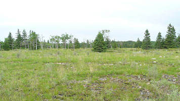 Flat, grassy limestone plain with scattered trees at Maxton Plains alvar on Drummond Island.