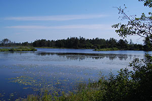 View of calm water and marshland at Seney National Wildlife Refuge under a clear blue sky.